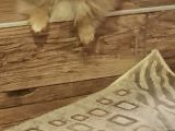 İstanbul Teddy Bear Pomeranian