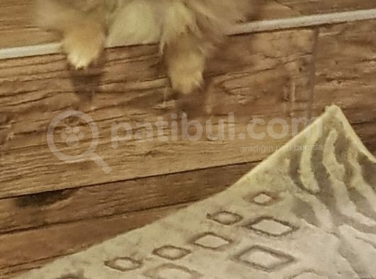 İstanbul Teddy Bear Pomeranian görsel