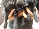 Pug