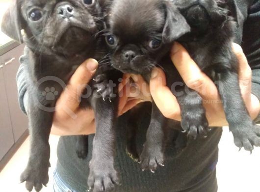 Pug görsel