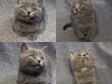 Bluepoint Scottish Fold Ve Gri British Shorthair