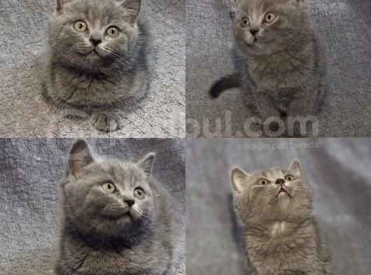 Bluepoint Scottish Fold Ve Gri British Shorthair görsel