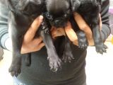 Pug
