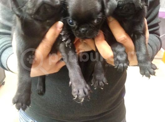 Pug görsel