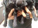 Pug