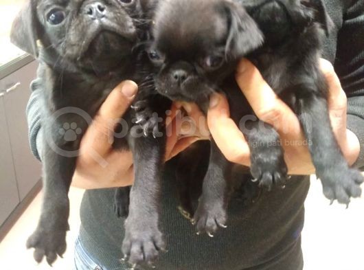 Pug görsel