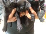 Pug