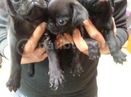 Pug