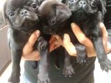 Pug