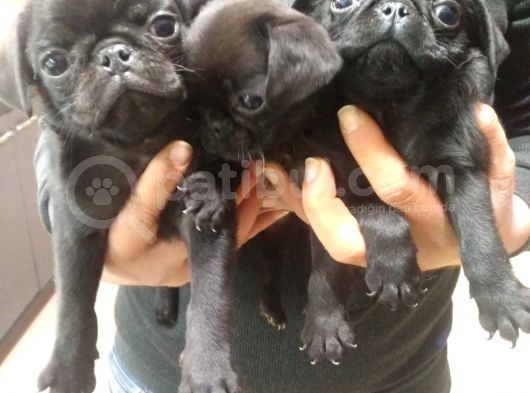 Pug görsel
