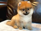 Güzel Pomeranian Boo Kızımız