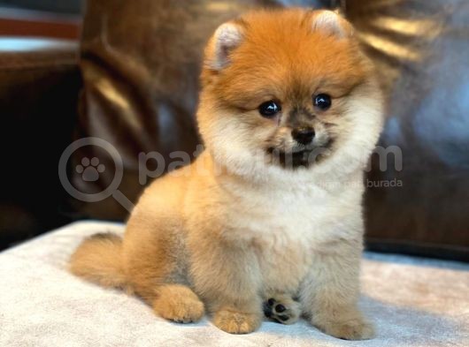 Güzel Pomeranian Boo Kızımız görsel