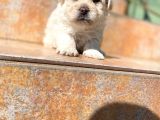Poodle Ayarında Maltipoo Yavrularımız