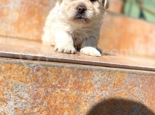 Poodle Ayarında Maltipoo Yavrularımız