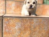 Poodle Ayarında Maltipoo Yavrularımız