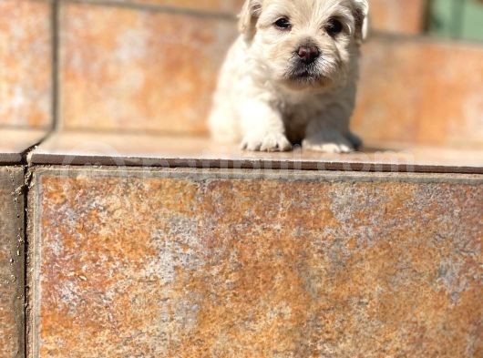 Poodle Ayarında Maltipoo Yavrularımız görsel
