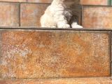 Poodle Ayarında Maltipoo Yavrularımız