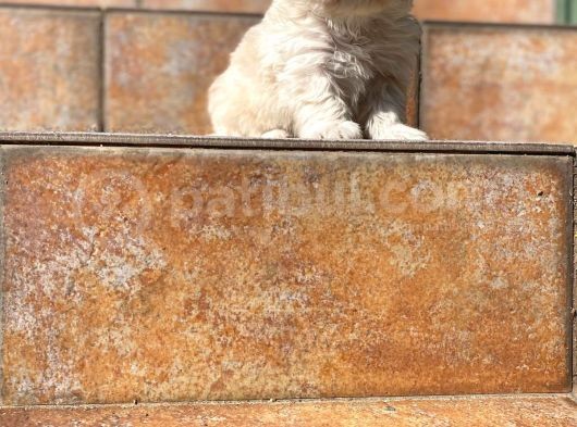 Poodle Ayarında Maltipoo Yavrularımız görsel