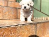 Poodle Ayarında Maltipoo Yavrularımız
