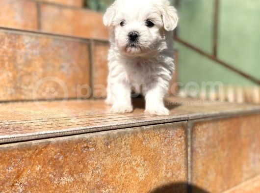 Poodle Ayarında Maltipoo Yavrularımız görsel