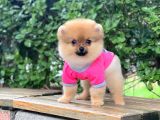 Güzel Pomeranian Boo Kızımız