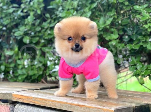 Güzel Pomeranian Boo Kızımız görsel
