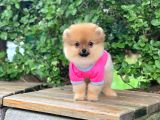 Güzel Pomeranian Boo Kızımız