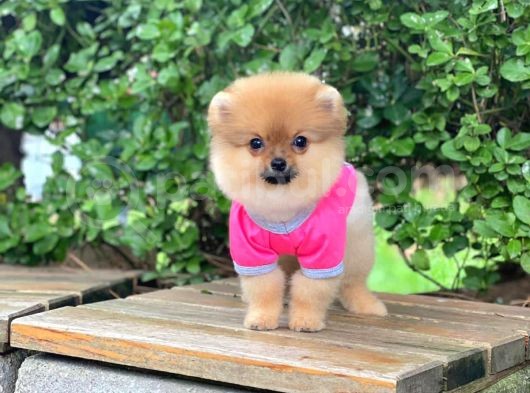 Güzel Pomeranian Boo Kızımız
