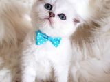 İstanbul Scottish Fold Yeni Ailesi Ile Tanışmaya Hazır