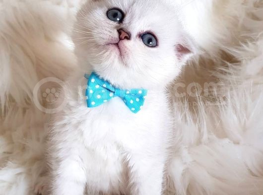 İstanbul Scottish Fold Yeni Ailesi Ile Tanışmaya Hazır görsel