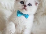 İstanbul Scottish Fold Yeni Ailesi Ile Tanışmaya Hazır