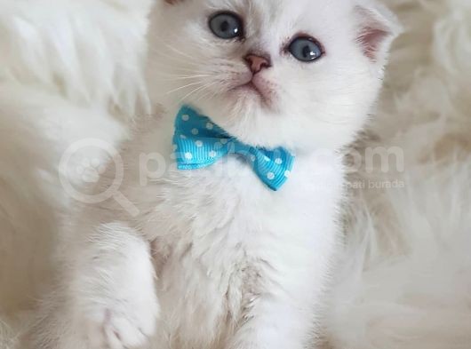 İstanbul Scottish Fold Yeni Ailesi Ile Tanışmaya Hazır görsel