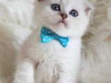 İstanbul Scottish Fold Yeni Ailesi Ile Tanışmaya Hazır
