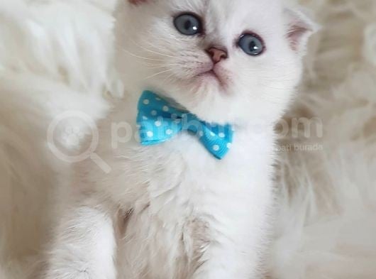 İstanbul Scottish Fold Yeni Ailesi Ile Tanışmaya Hazır