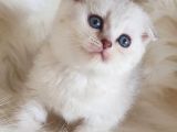 İstanbul Sevimli Scottish Fold Yavrularımız