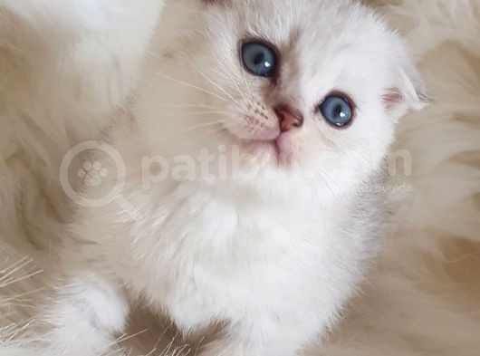 İstanbul Sevimli Scottish Fold Yavrularımız görsel