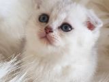 İstanbul Sevimli Scottish Fold Yavrularımız