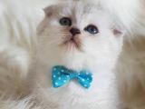 İstanbul Sevimli Scottish Fold Yavrularımız