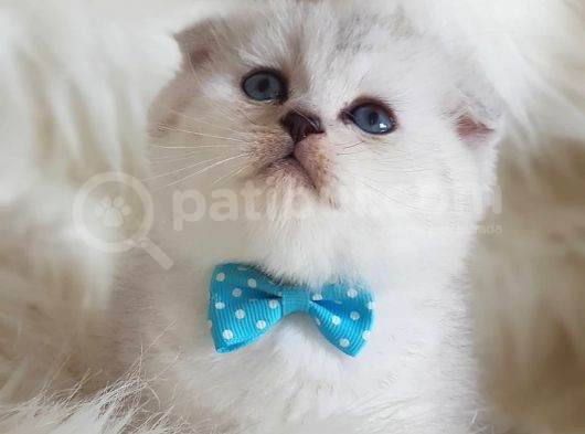 İstanbul Sevimli Scottish Fold Yavrularımız görsel