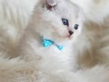İstanbul Sevimli Scottish Fold Yavrularımız