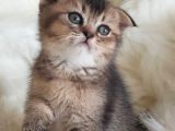 Irk Ve Sağlıklı Garantili Sevimli Scottish Fold Yavrumuz