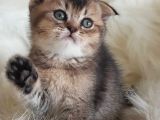Irk Ve Sağlıklı Garantili Sevimli Scottish Fold Yavrumuz