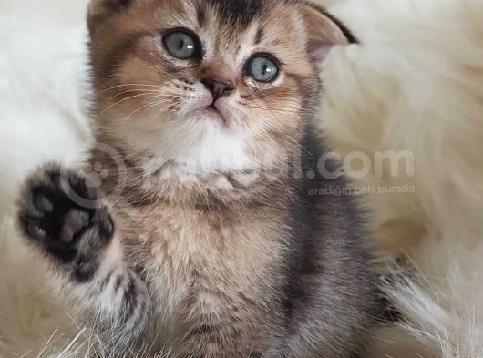 Irk Ve Sağlıklı Garantili Sevimli Scottish Fold Yavrumuz görsel
