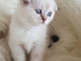 Veteriner Teknikerinden Irk Ve Sağlık Garantili Scottish Fold