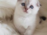 Veteriner Teknikerinden Irk Ve Sağlık Garantili Scottish Fold