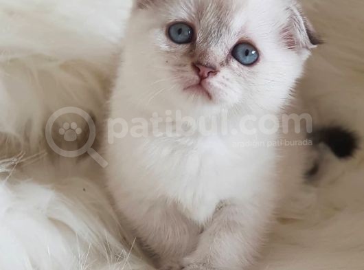 Veteriner Teknikerinden Irk Ve Sağlık Garantili Scottish Fold görsel