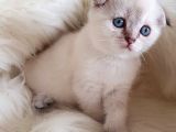 Veteriner Teknikerinden Irk Ve Sağlık Garantili Scottish Fold