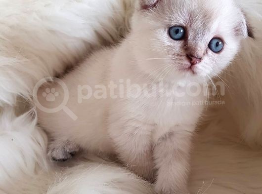 Veteriner Teknikerinden Irk Ve Sağlık Garantili Scottish Fold
