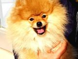 İstanbul Teddy Bear Pomeranian
