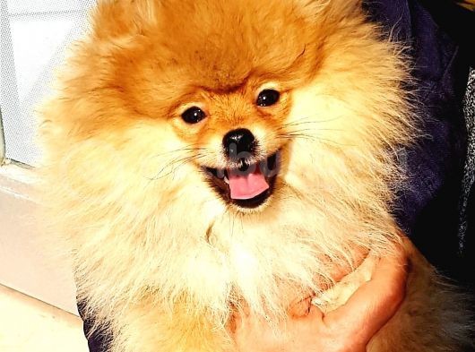 İstanbul Teddy Bear Pomeranian